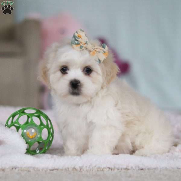 Eve, Lhasa Apso Puppy